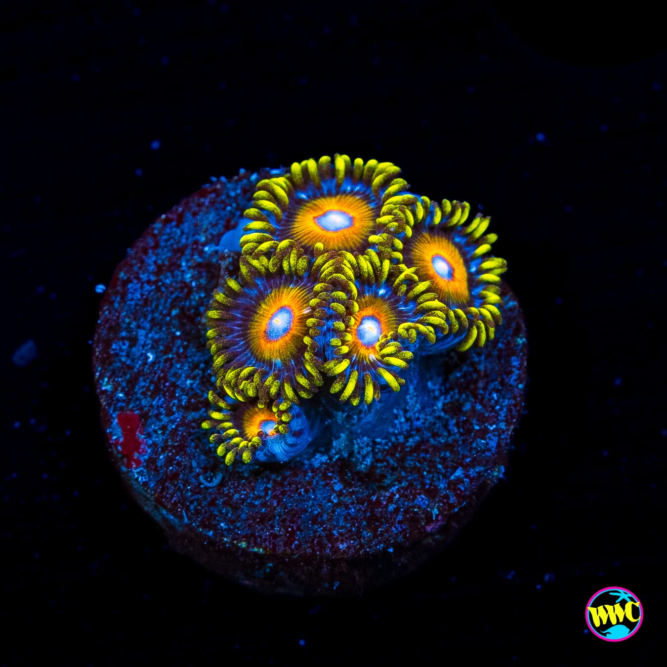 Super Saiyan Zoanthids