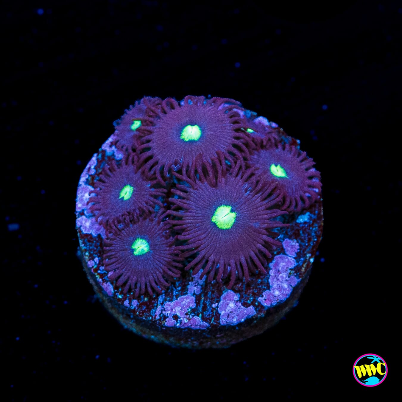 Tic Tac Zoanthids