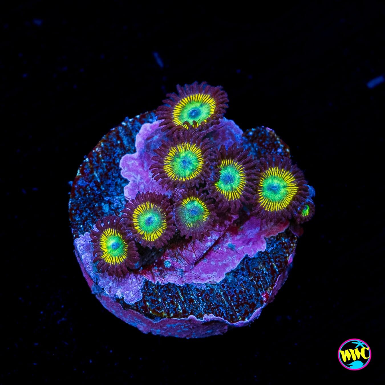 WWC Saltwater Taffee Zoanthids