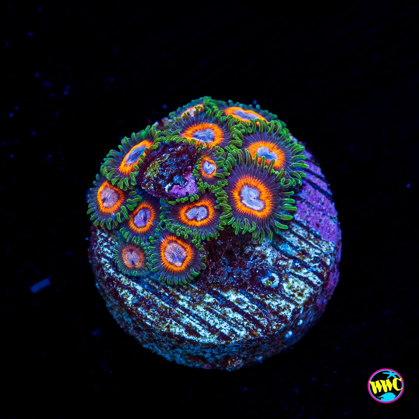Jason Fox Fairy Tales Zoanthids