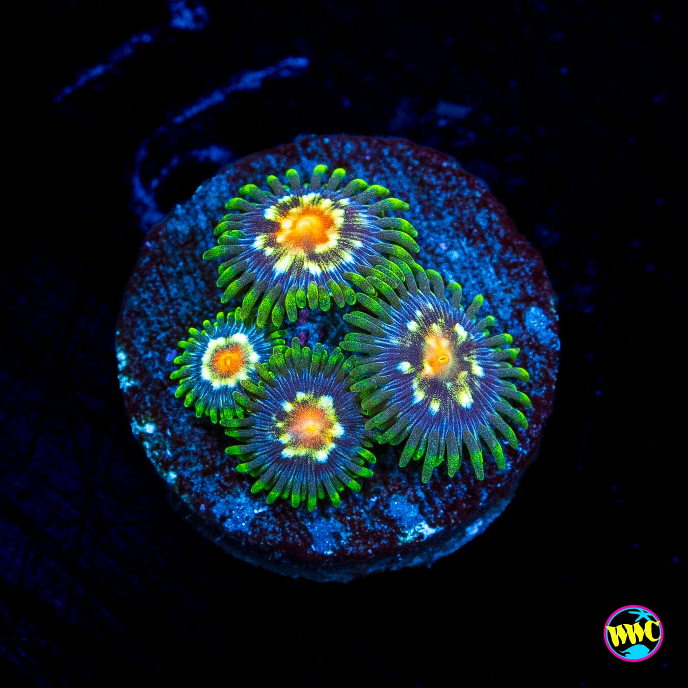 Jason Fox Stargazer Zoanthids