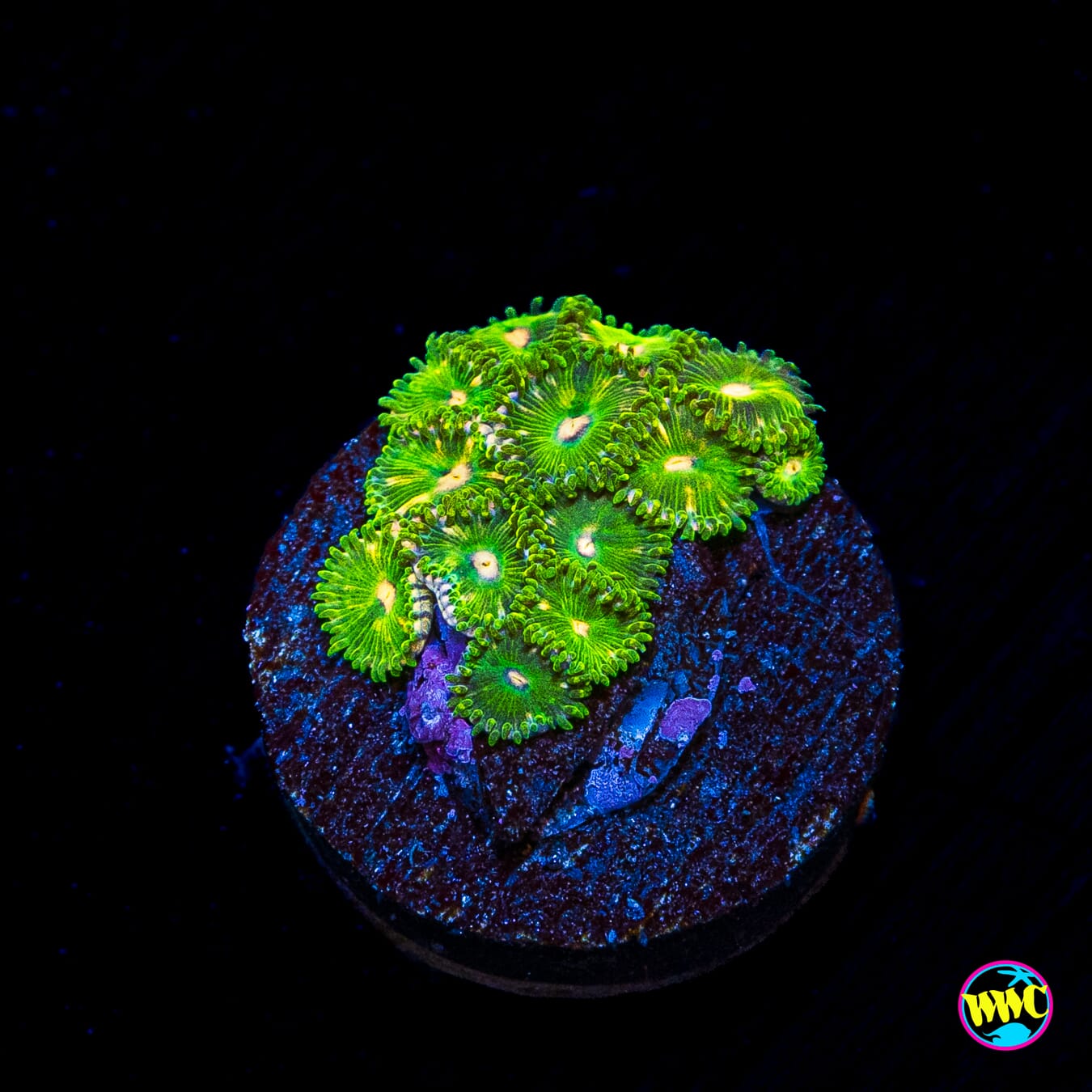 WWC Emerald Nightmare Zoanthids