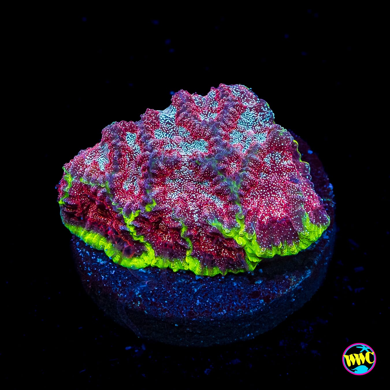 WWC Bejeweled Favites