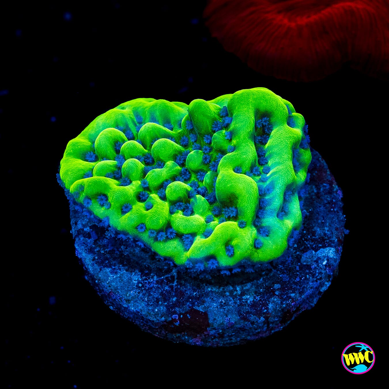 WWC Apple Berry Montipora