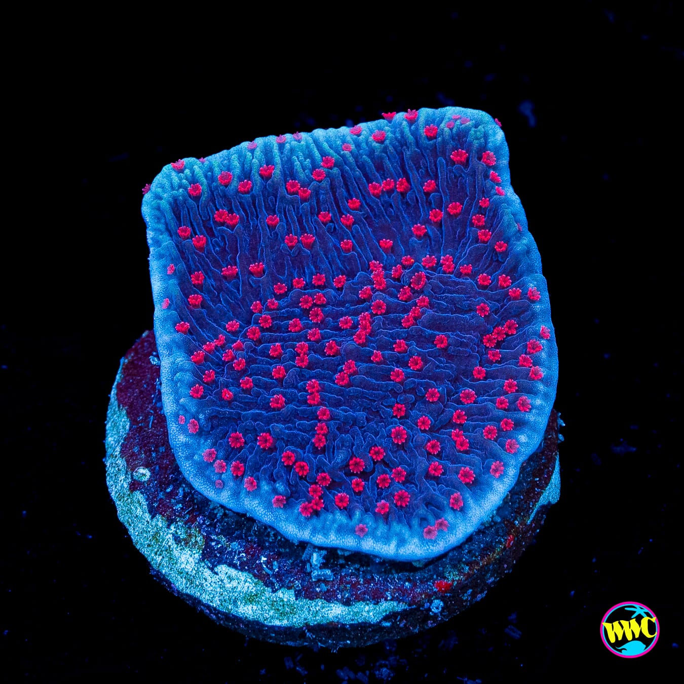 Red Roses Montipora