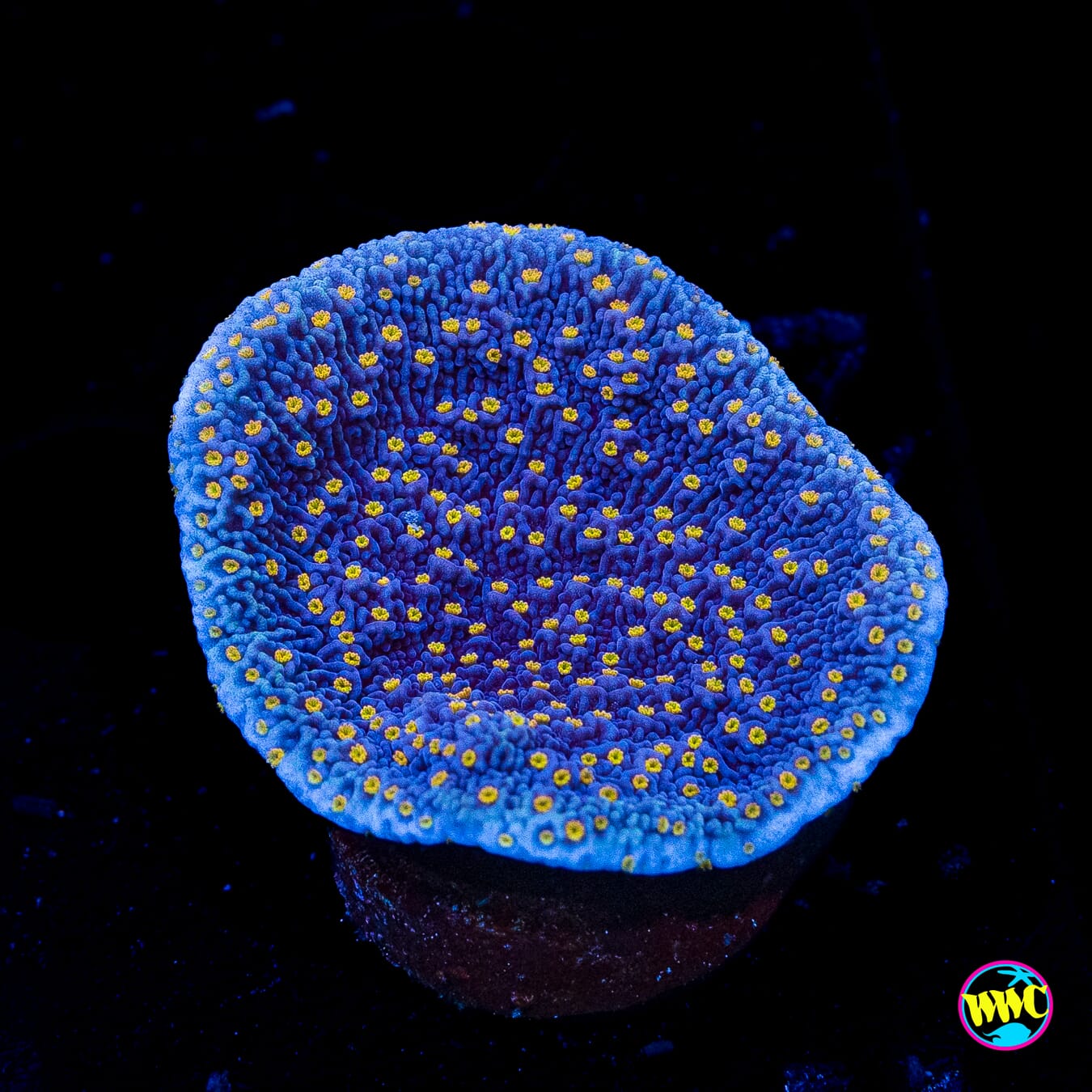 WWC Golden Lantern Cap Montipora