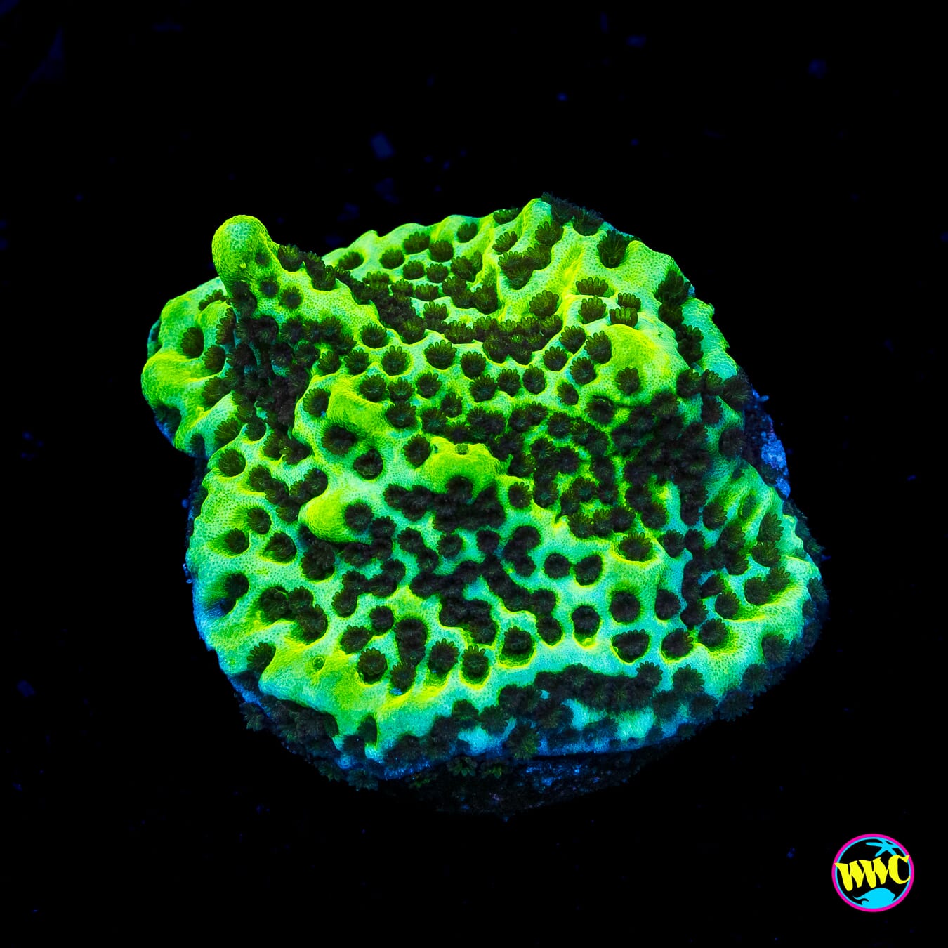 Neon Spongodes Montipora