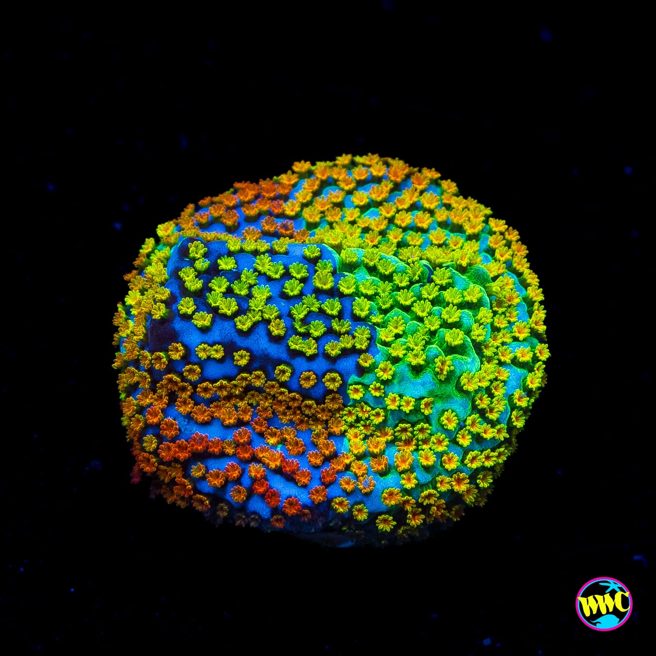Jason Fox Grafted Rainbow Montipora