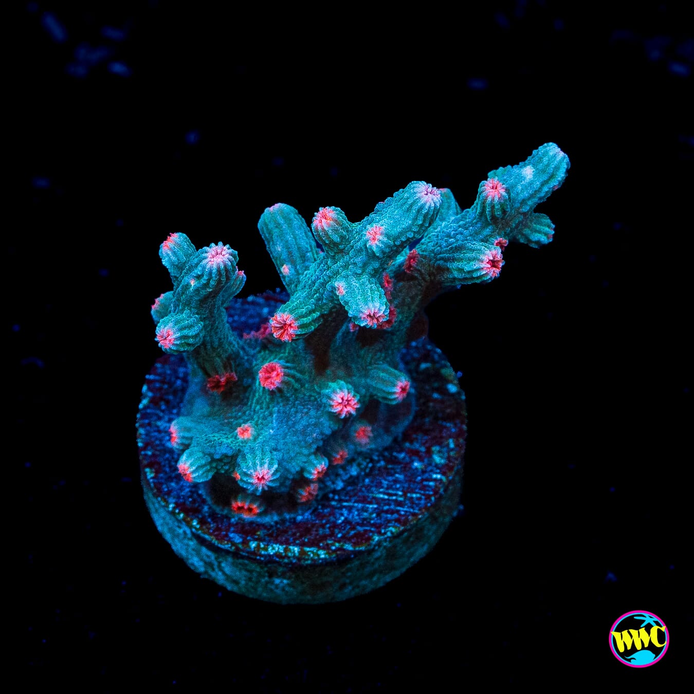 WWC Prismatic Branching Cyphastrea