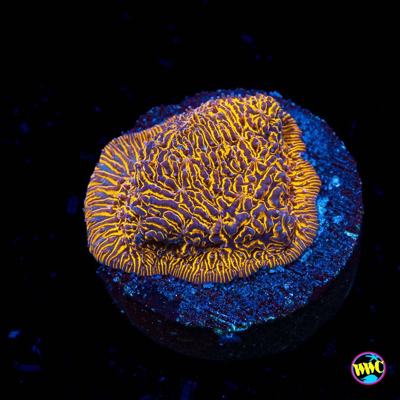WWC 24K Lithophyllon
