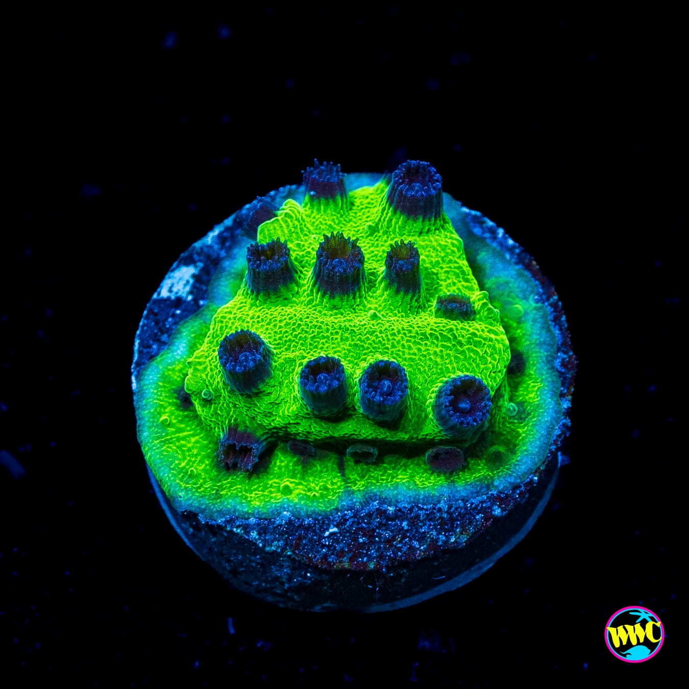 WWC Mardi Gras Cyphastrea