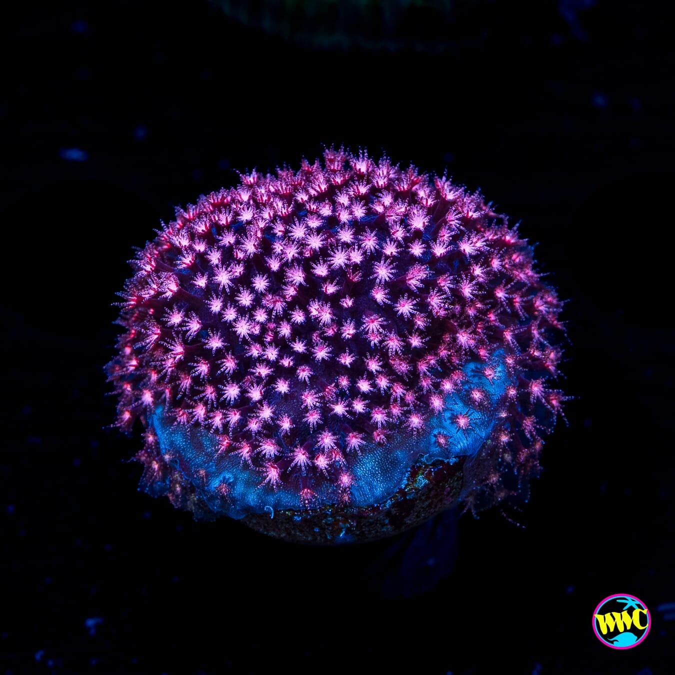 JC Pink Polyp Stylocoeniella