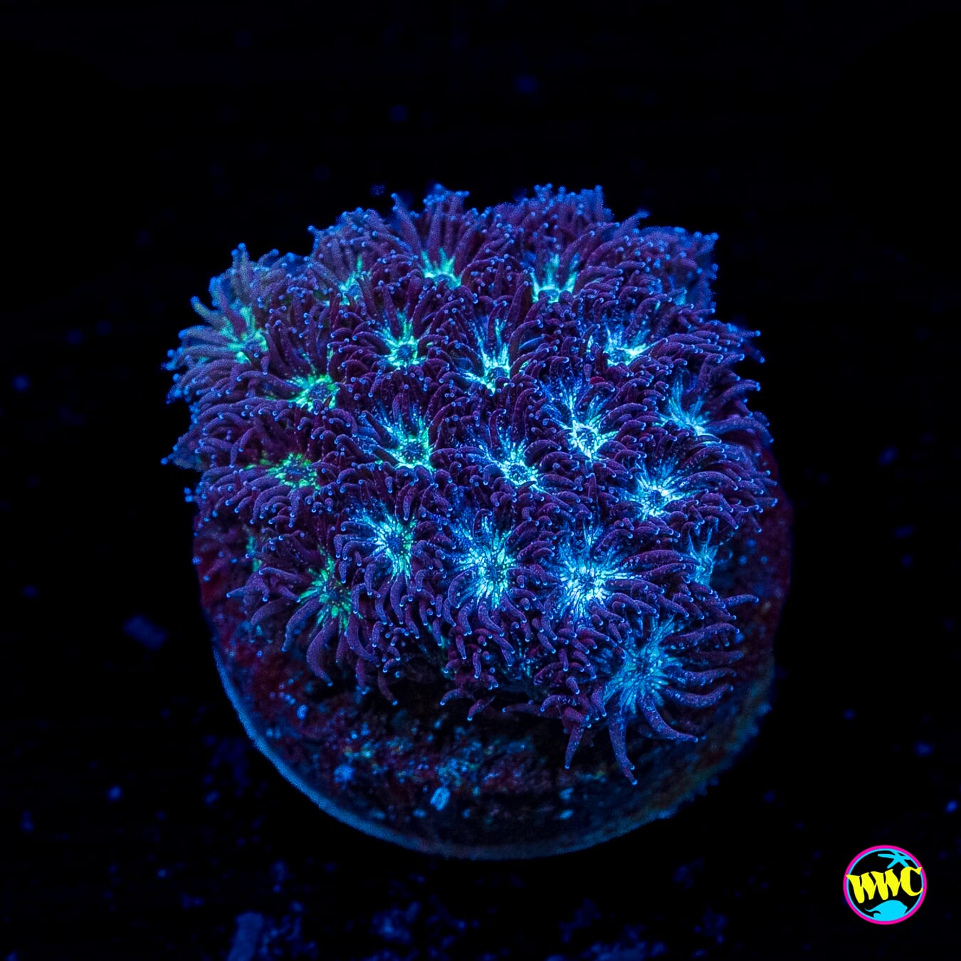 WWC Frozen Leptastrea