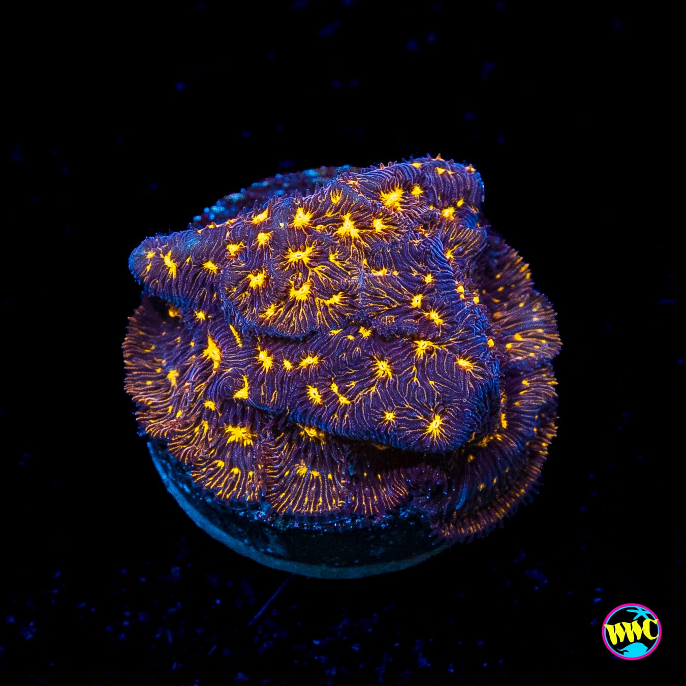 WWC Gold Nugget Leptoseris