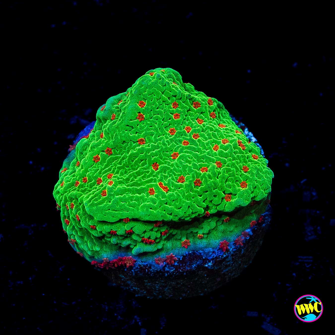 Seasons Greetings Montipora