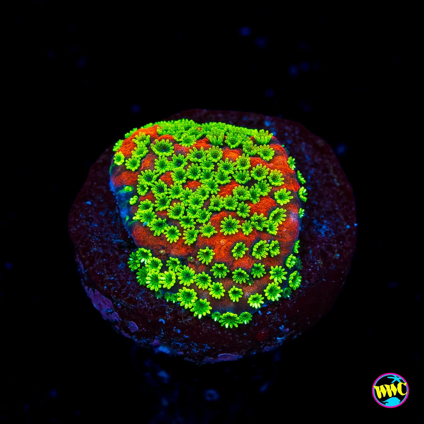 Sunset Montipora