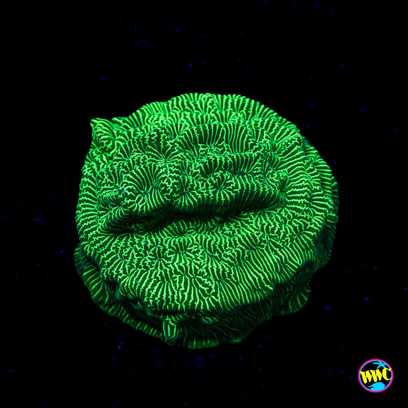 WWC Hulk Leptoseris