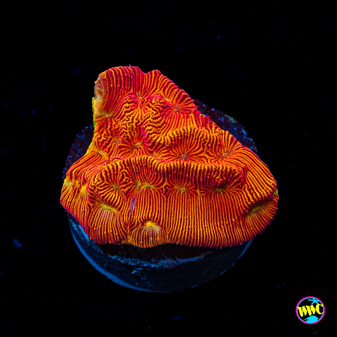 WWC Firebird Leptoseris