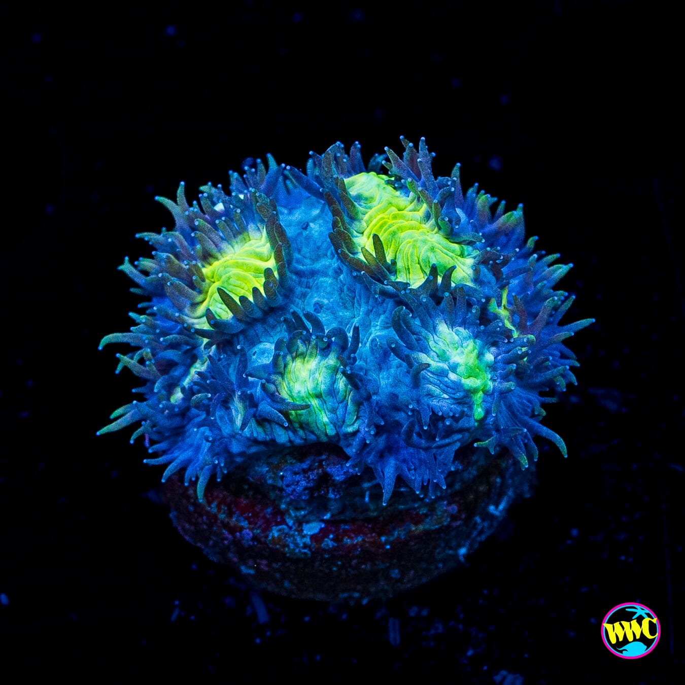 Jason Fox Blueberry Blast Hydnophora