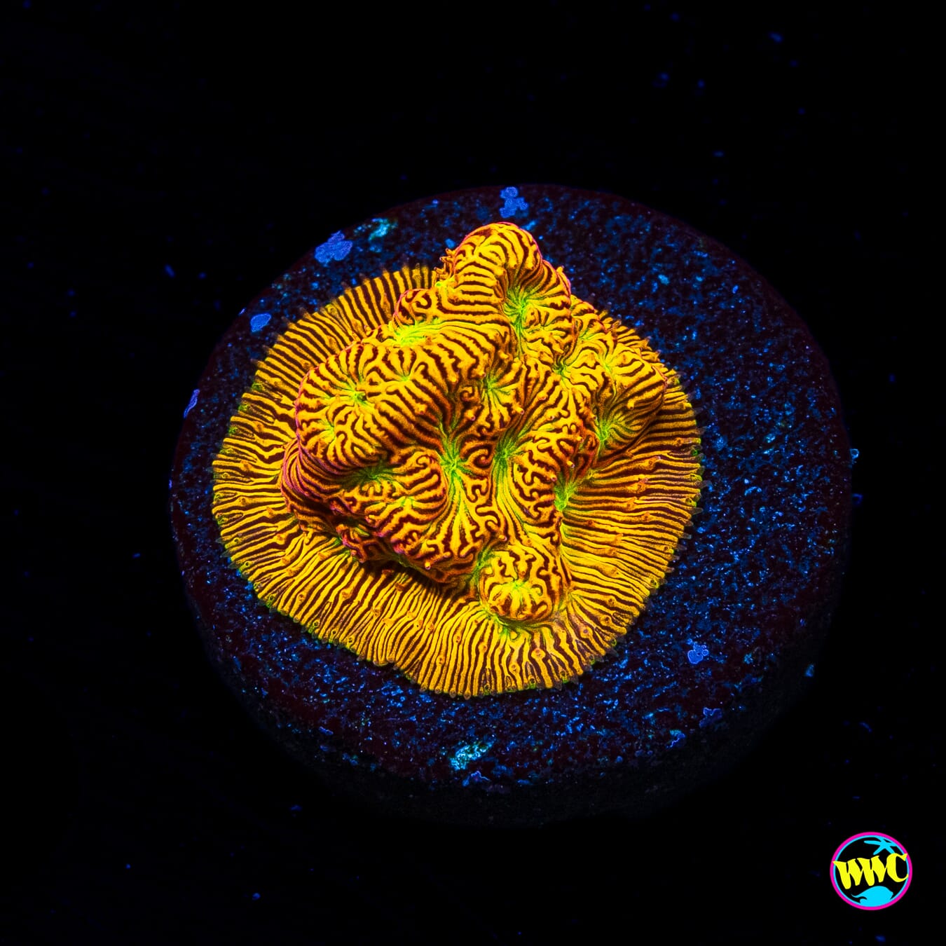 Jason Fox Jack-O-Lantern Leptoseris