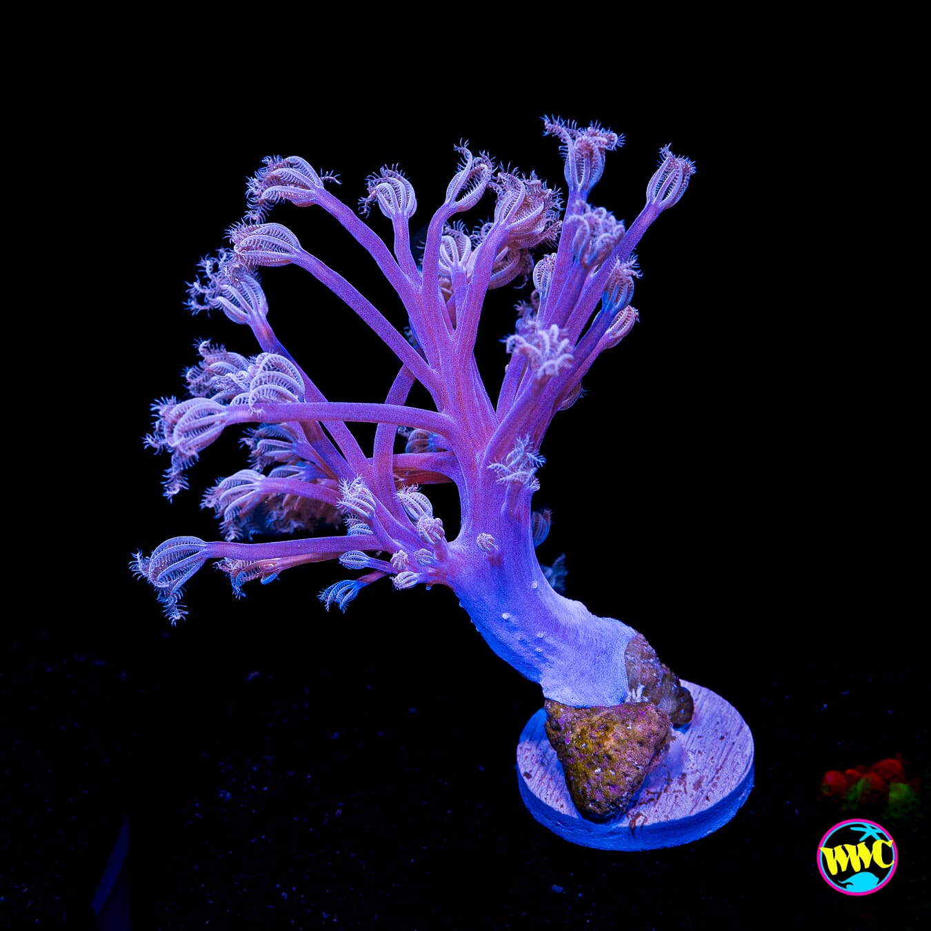 WWC Purple Cespitularia