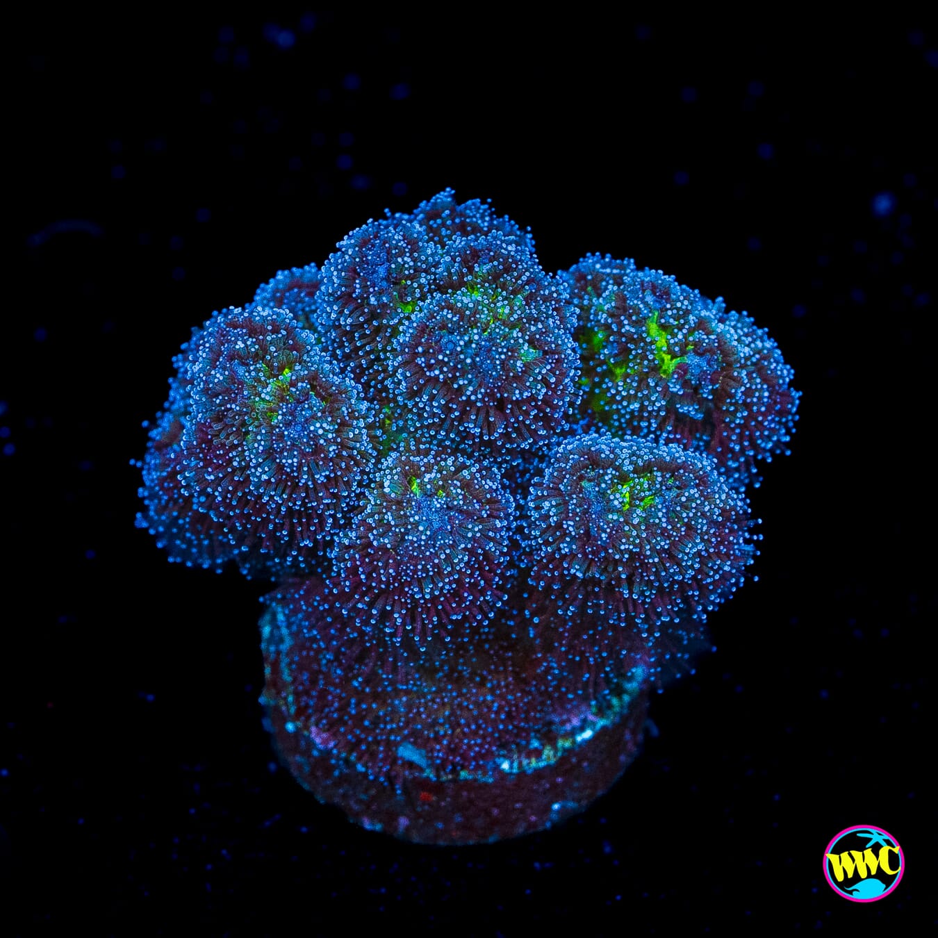 WWC Rainbow Pocillopora