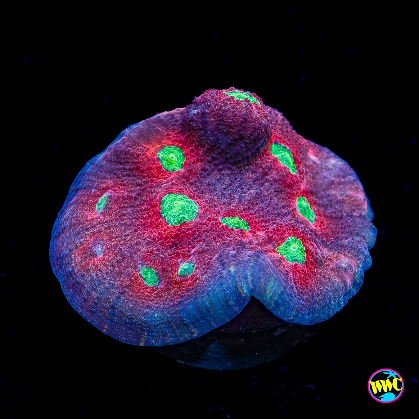 Merlot Mycedium Chalice