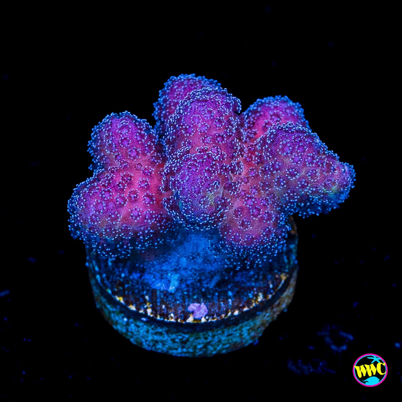 WWC Purple Stylophora