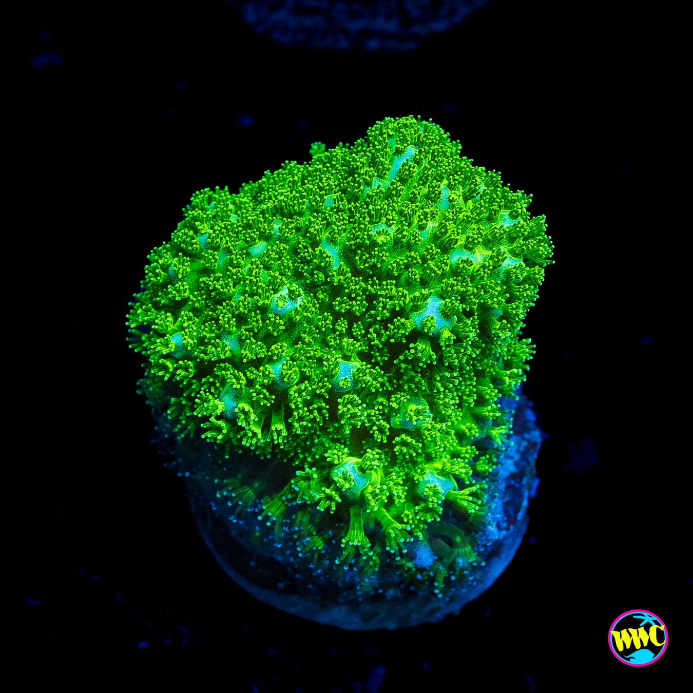 WWC Green Goblin Stylophora