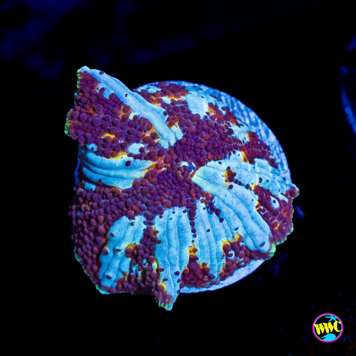Sun Devil Interstellar Disco Mushroom