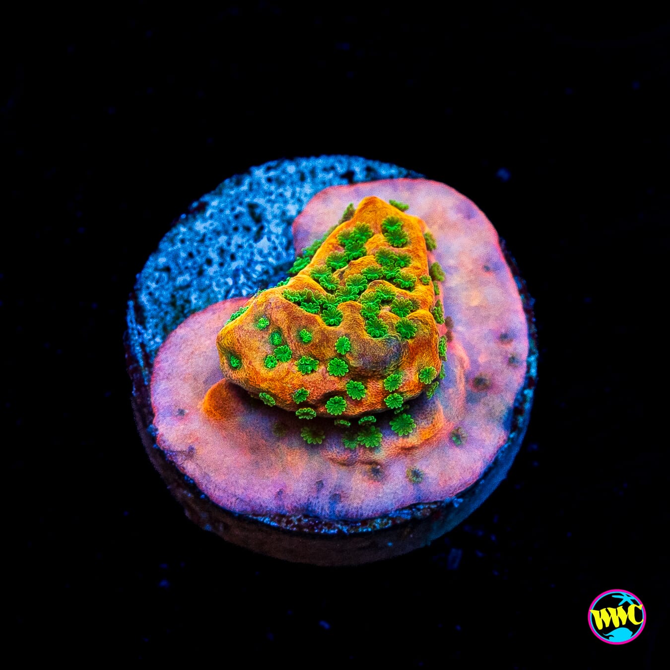 Sunset Imposter Montipora
