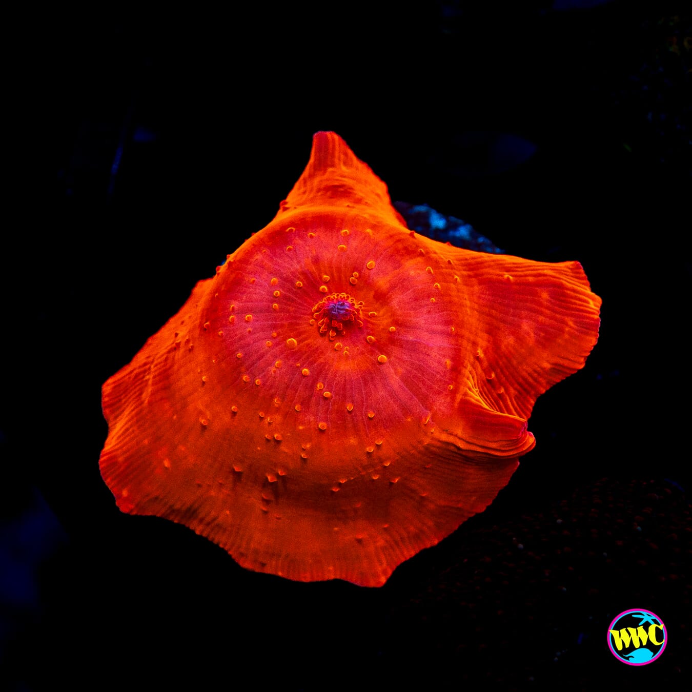 WWC King Tut Disco Mushroom