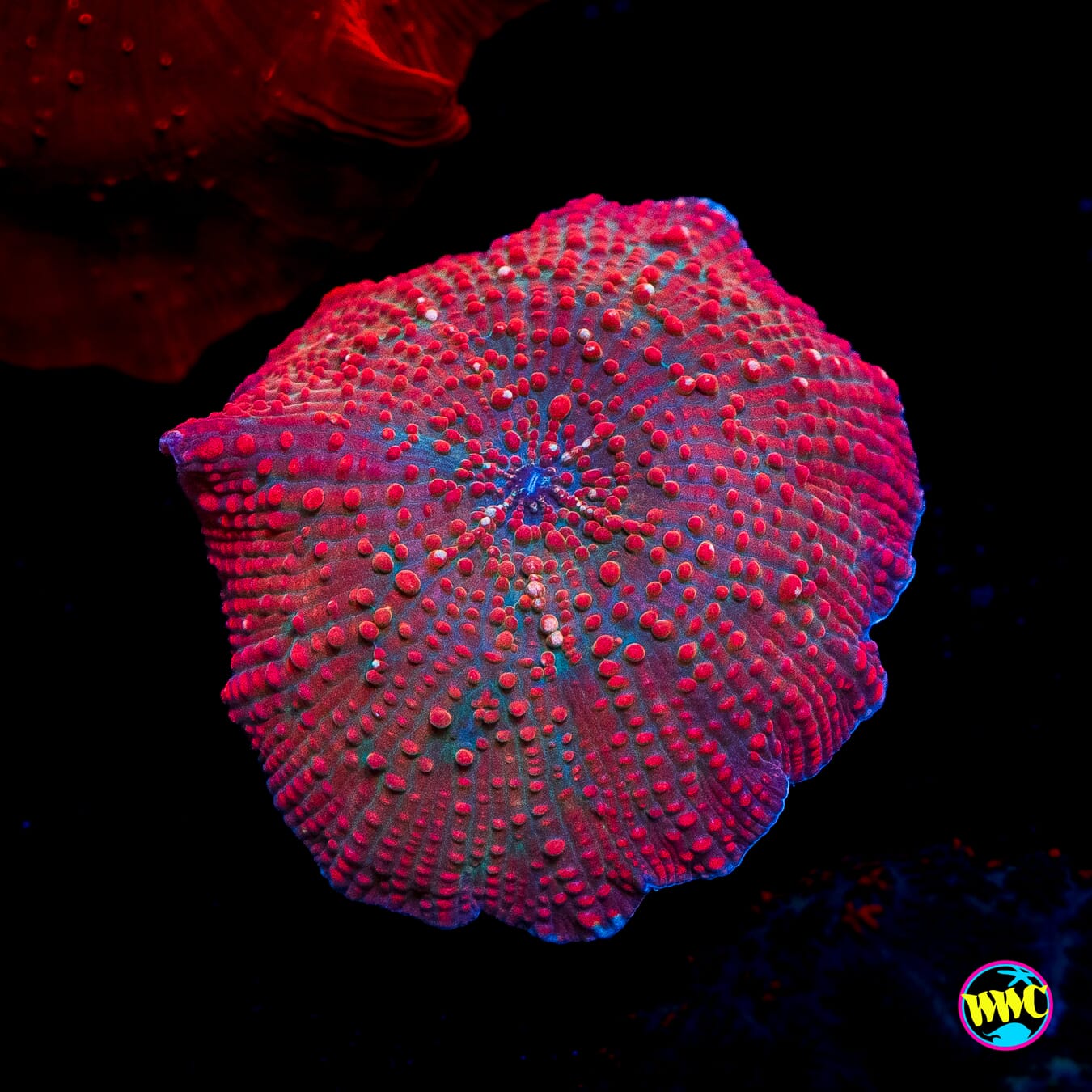 Red Interstellar Disco Mushroom