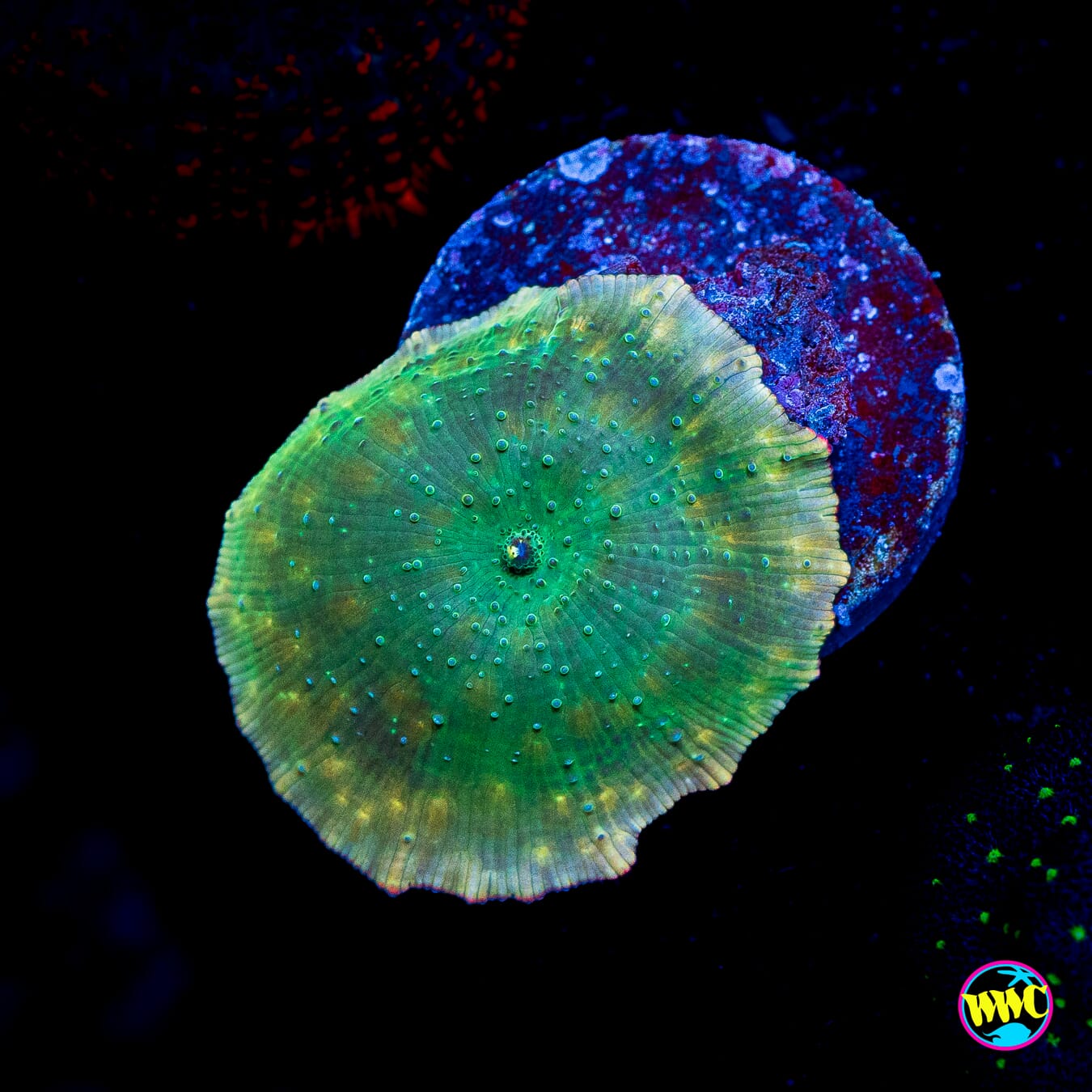 Chameleon Disco Mushroom