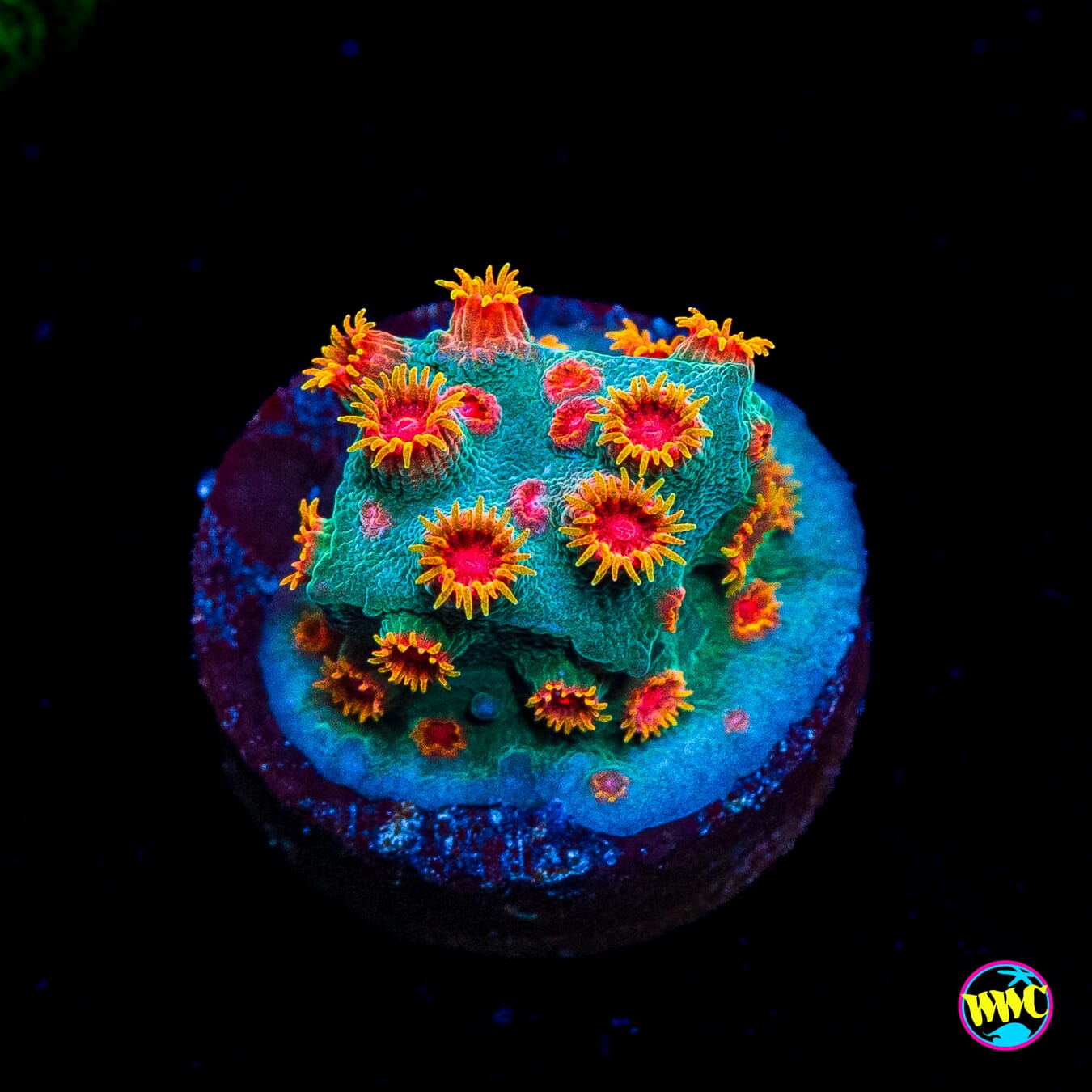 WWC Bojangles Cyphastrea