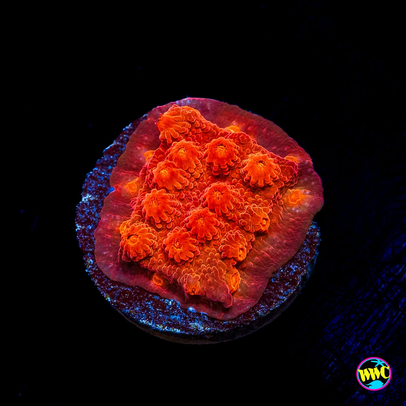 Tyree Brick Red Cyphastrea
