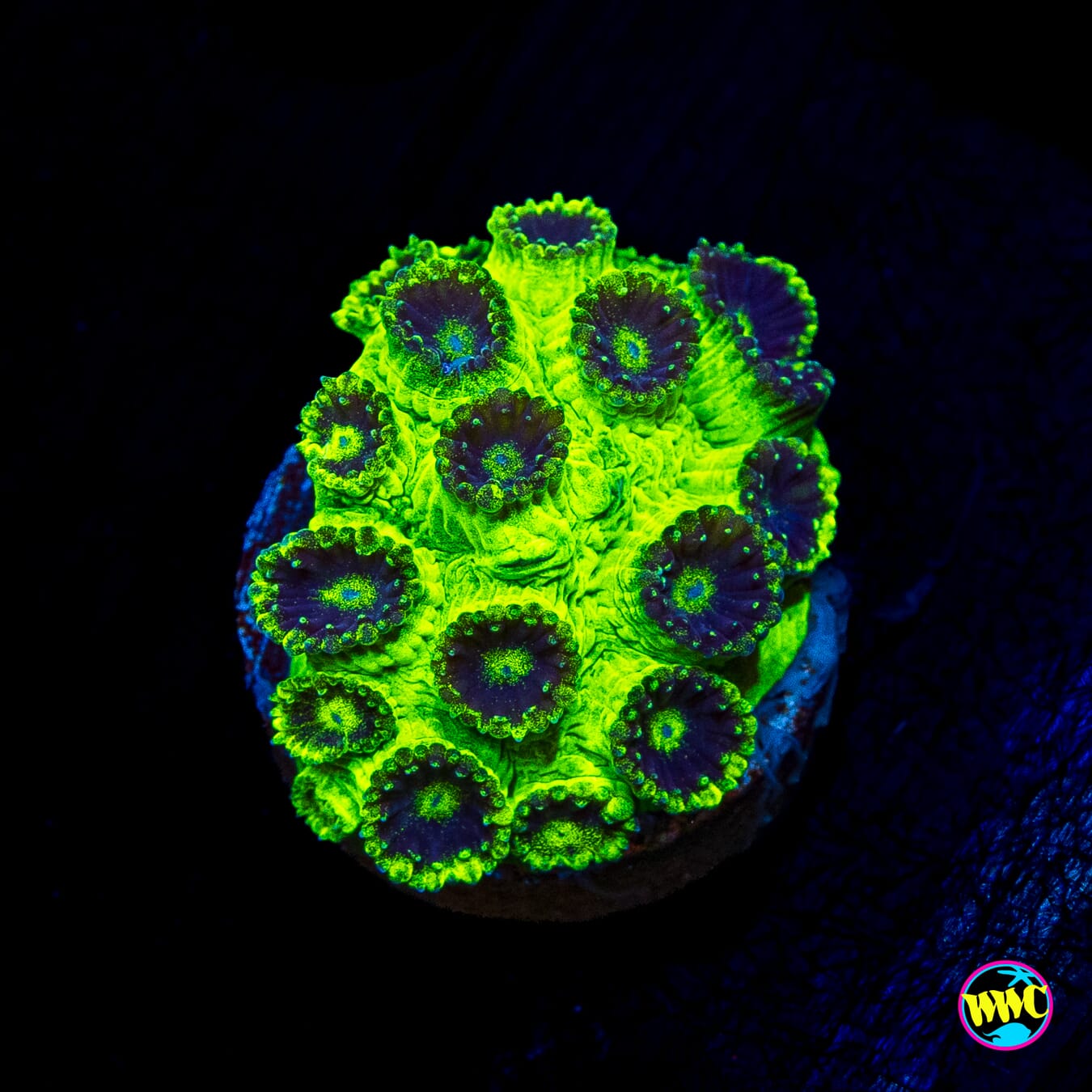 WWC Mint Chip Plesiastrea
