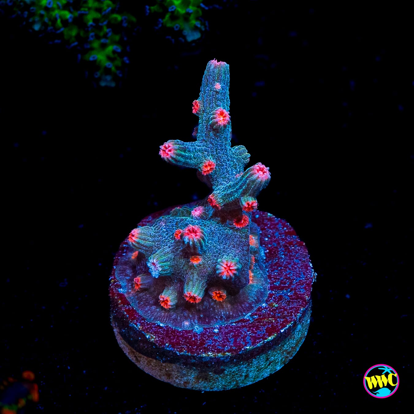 WWC Prismatic Branching Cyphastrea