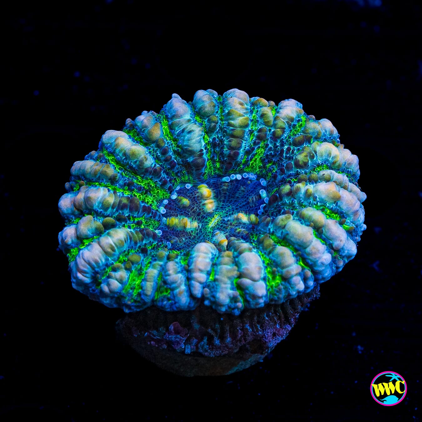Sherb Mintz Button Scolymia