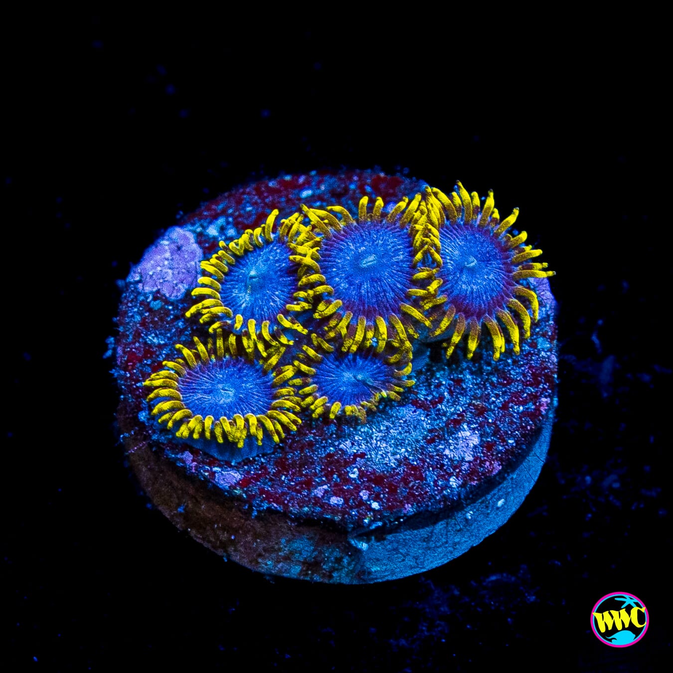 WWC Blue Angels Zoanthids