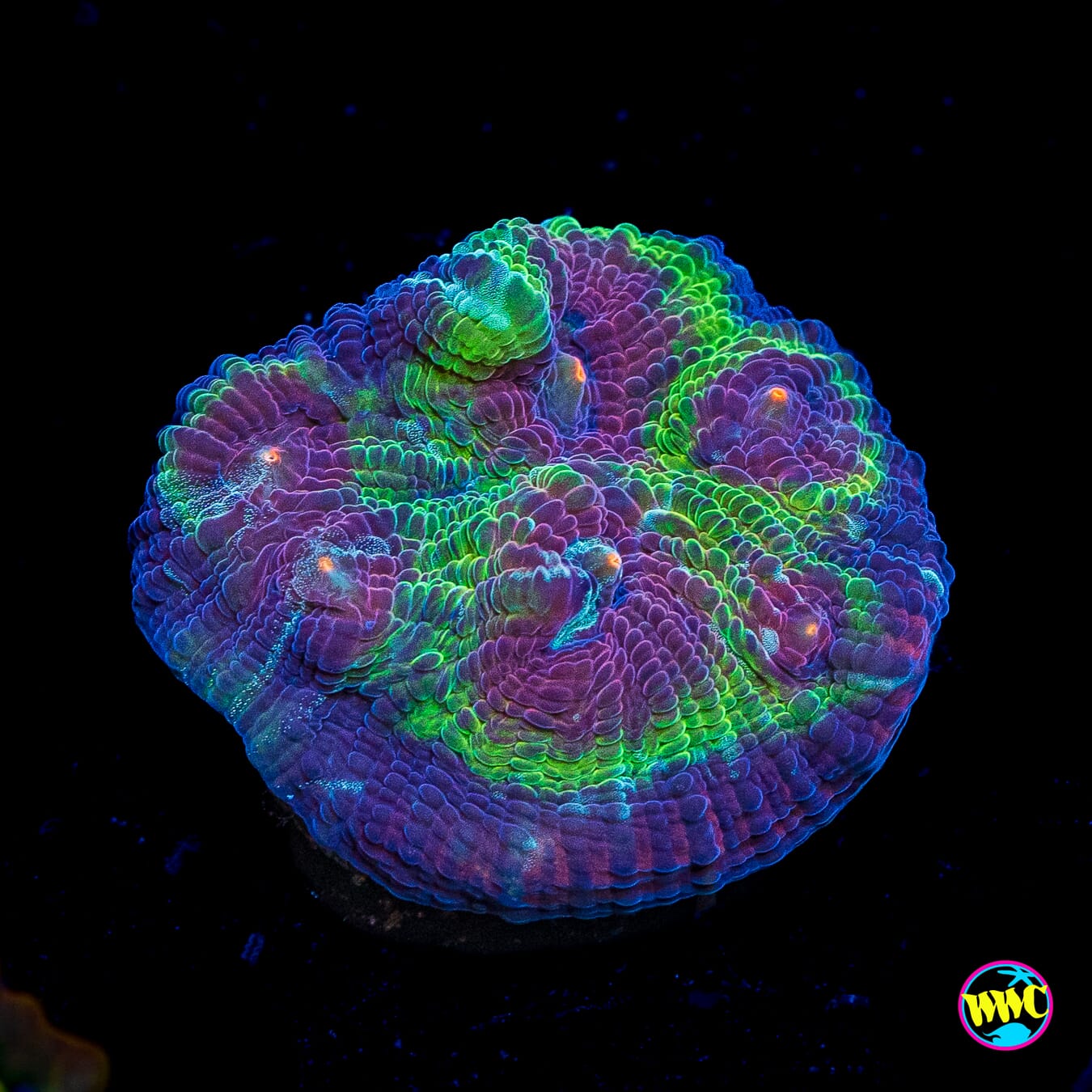 Poison Bomb Mycedium Chalice