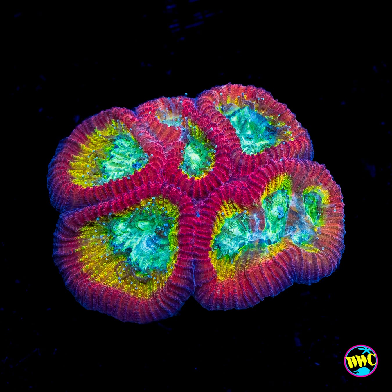 WWC Fantasmo Favia