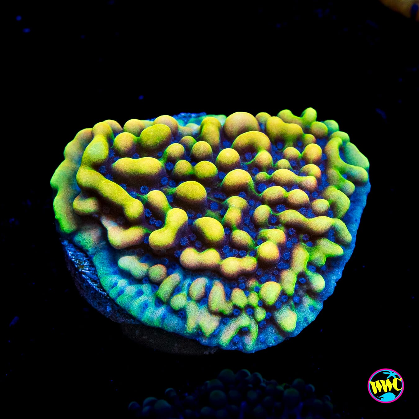 WWC Dark Portal Montipora