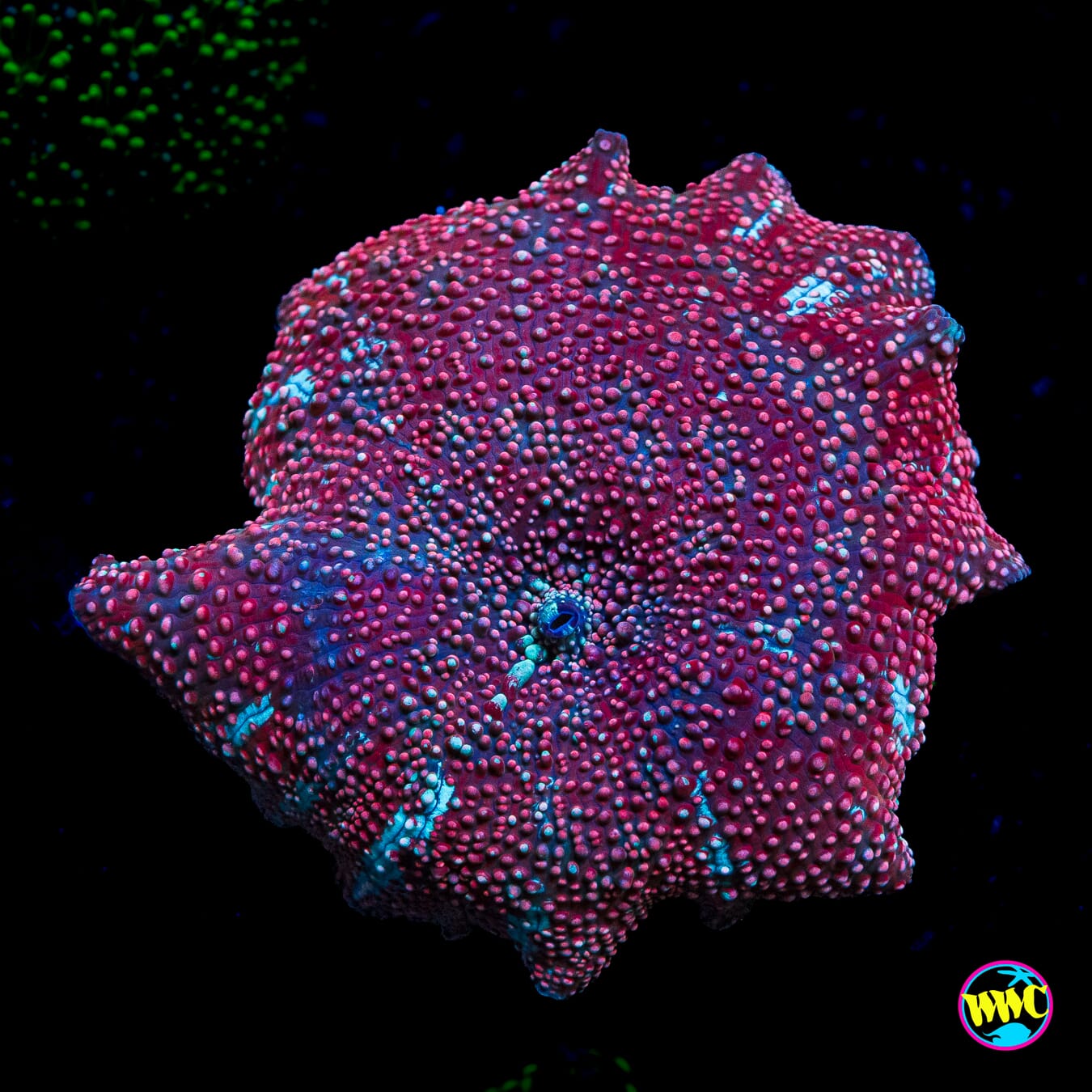 Red Interstellar Disco Mushroom