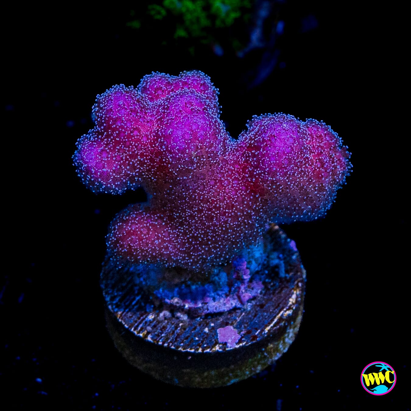 WWC Purple Stylophora