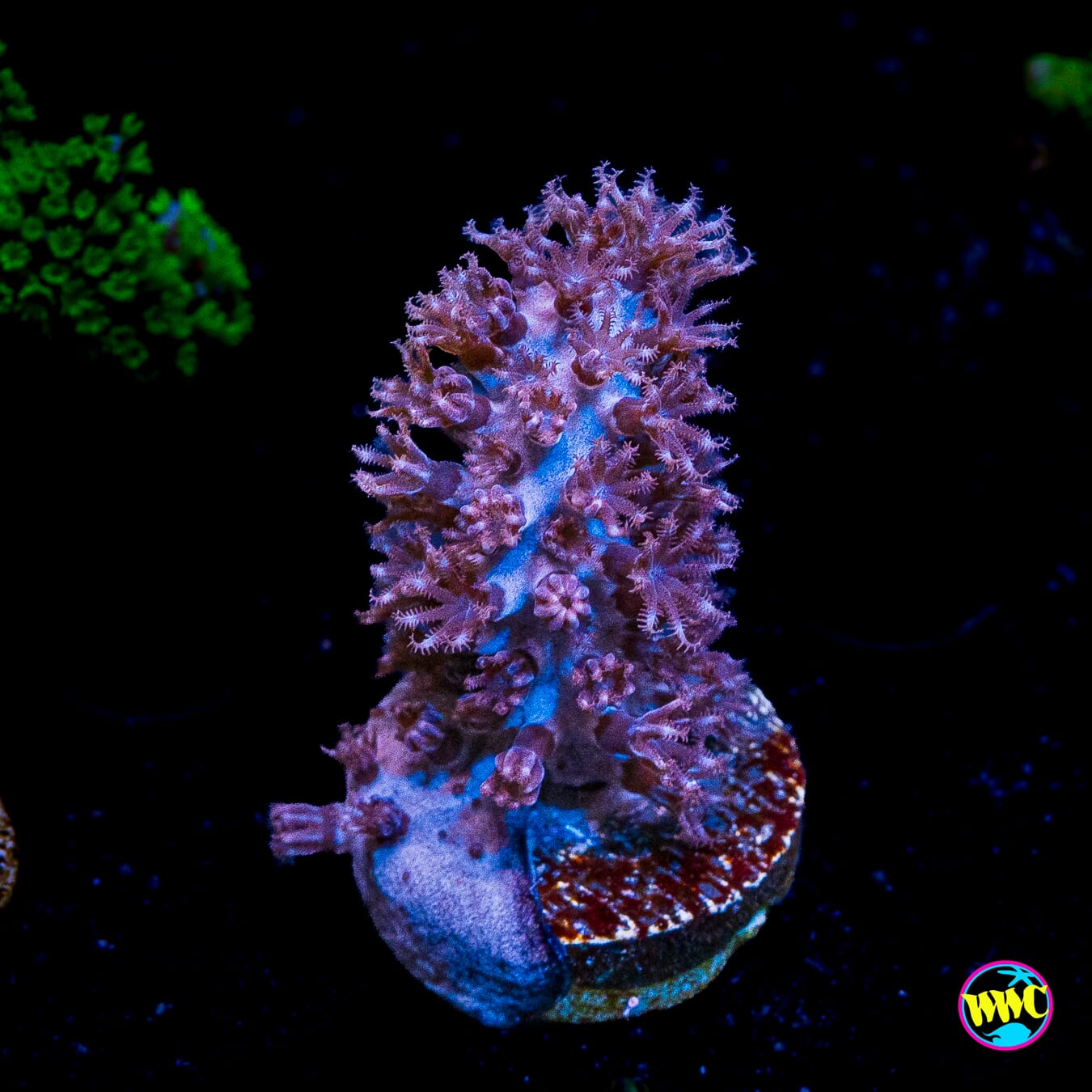 Tracy Morgonian Gorgonian