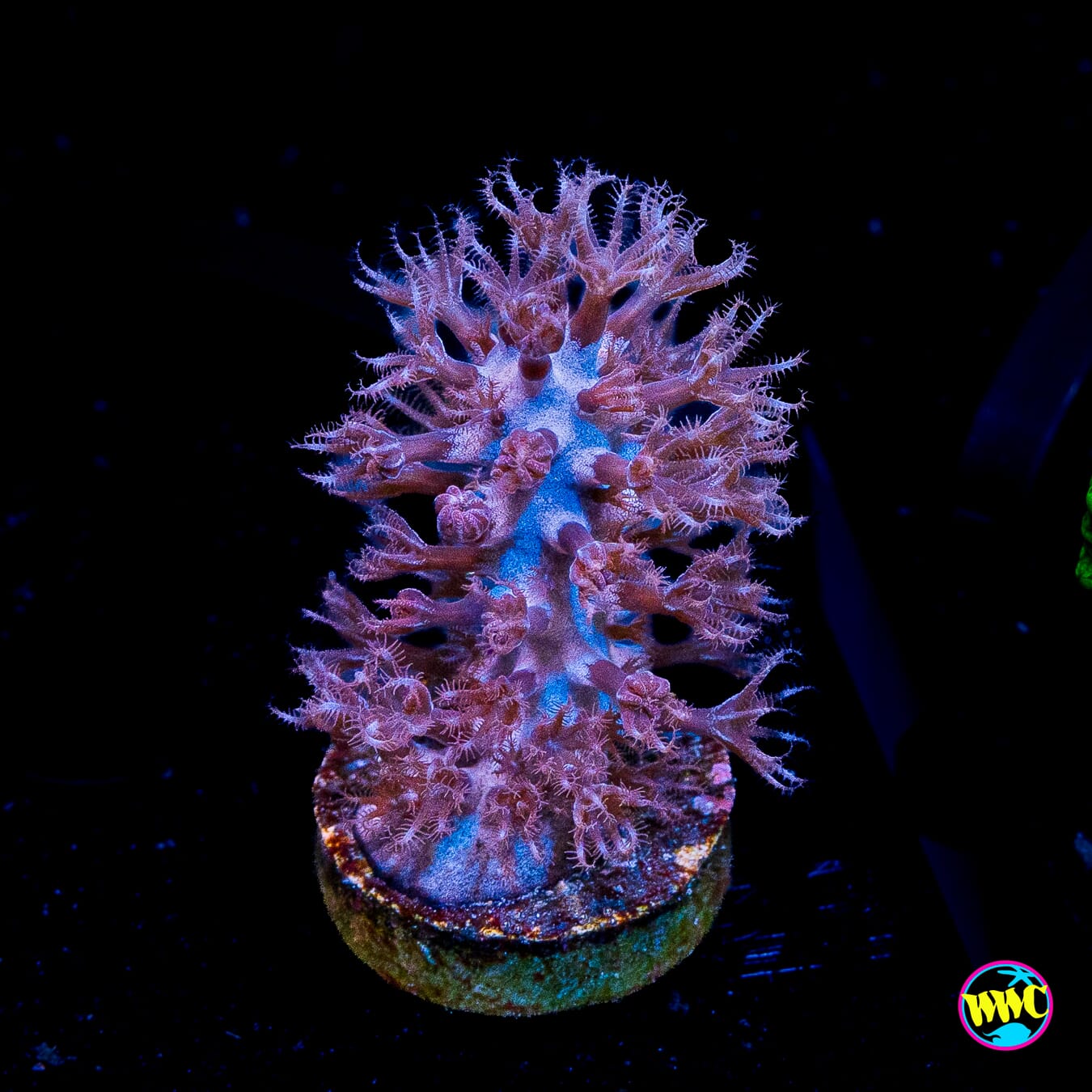 Tracy Morgonian Gorgonian