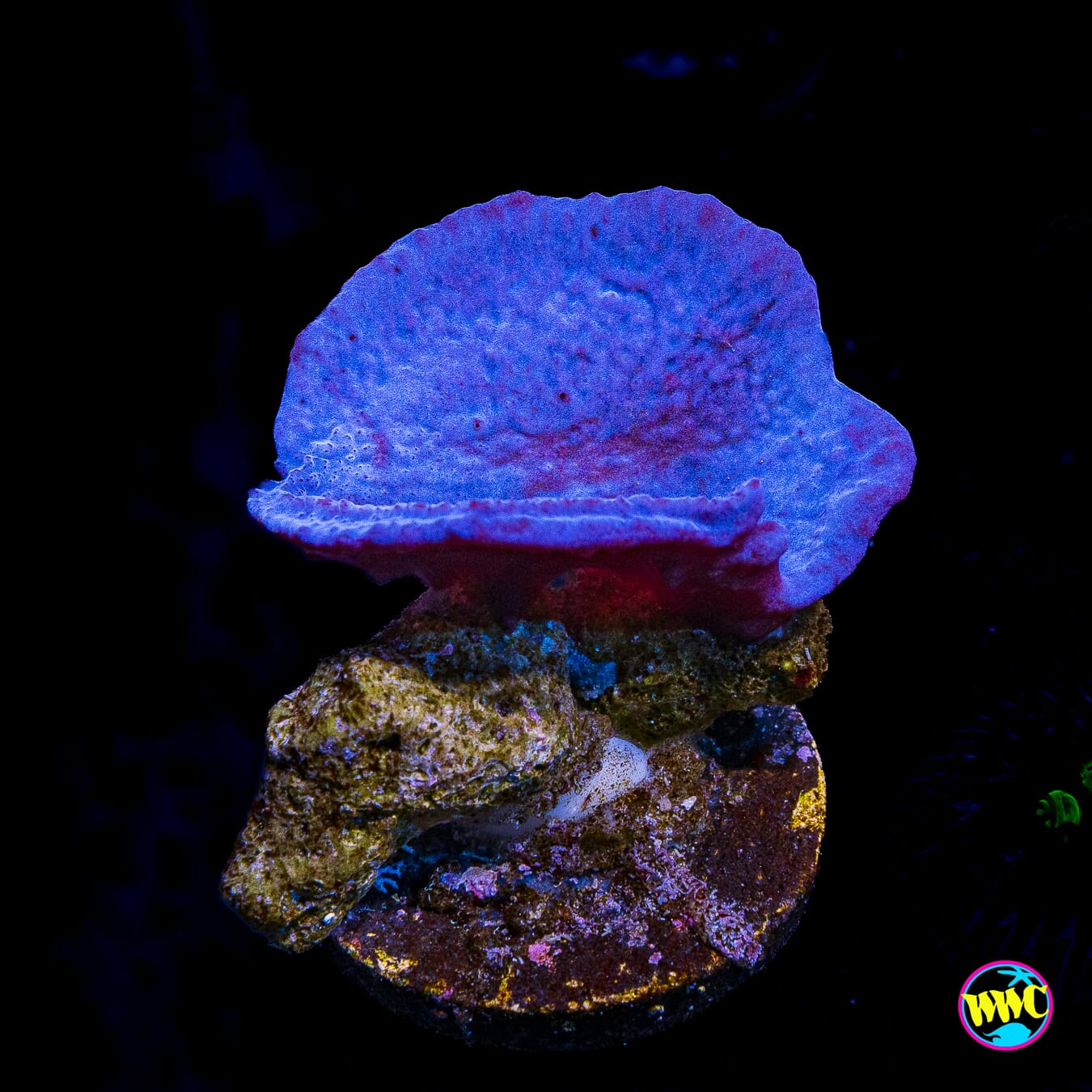Purple Plating Sponge