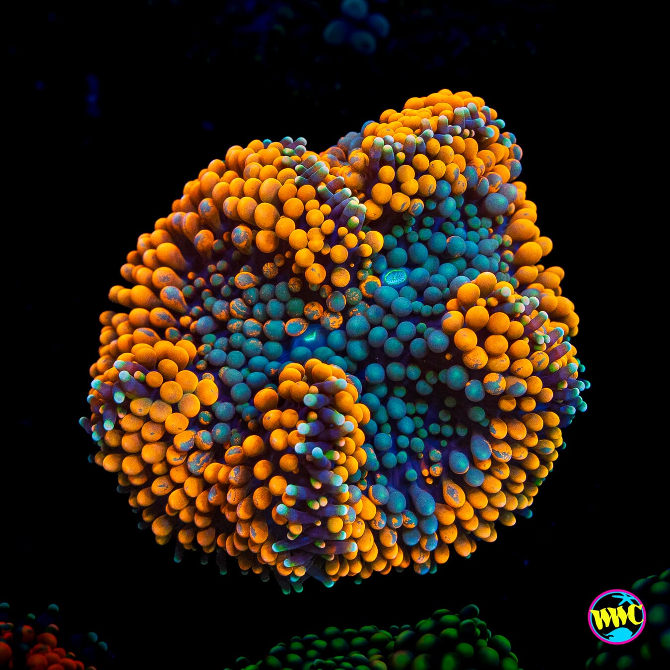 Serendipity Ricordea Mushroom