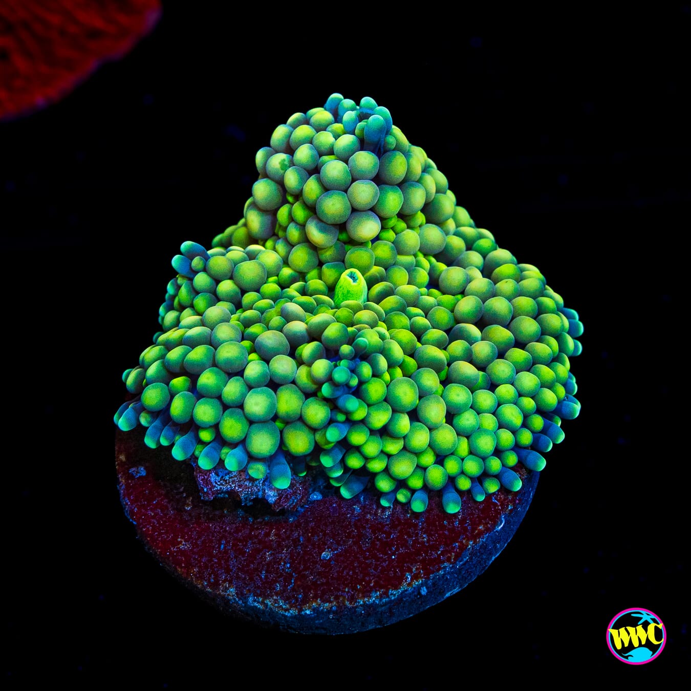 Sour Willy Ricordea Mushroom